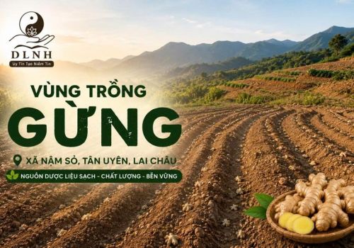HÀNH TRÌNH XÂY DỰNG VÙNG TRỒNG GỪNG TẠI NẬM SỎ, TÂN UYÊN, LAI CHÂU 